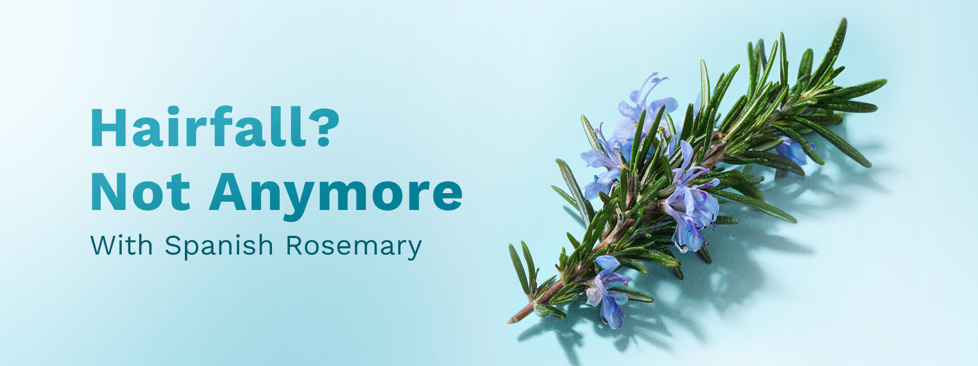 Spanish Rosemary