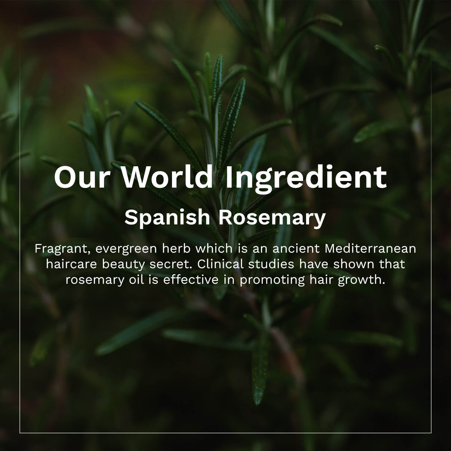 Spanish Rosemary & Biotin Hair Growth Oil